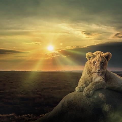 image wild_lr_0044-jpg