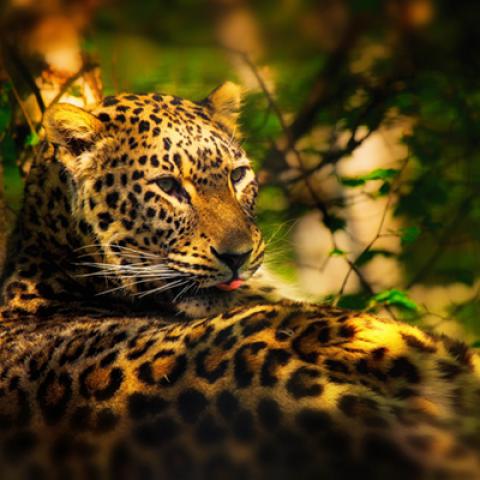 image wild_lr_0060-jpg