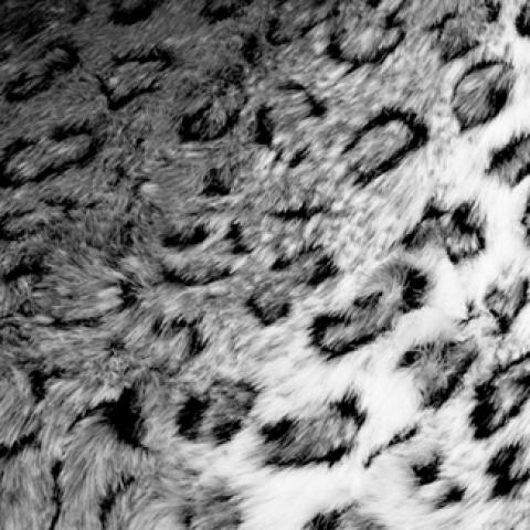 image blackandwhite_lr_0005-jpg