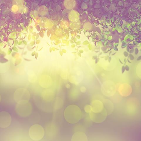 image bokeh_hr_0007-jpg