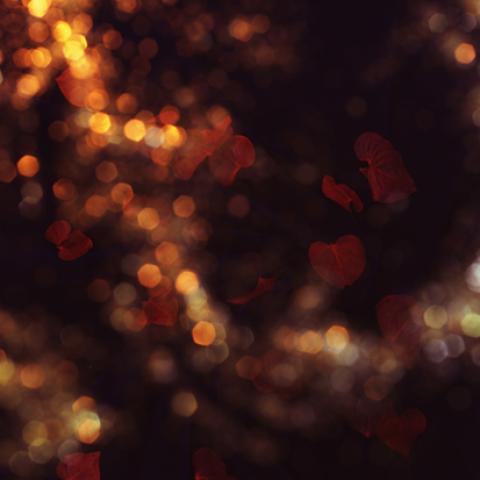 image bokeh_lr_0024-jpg