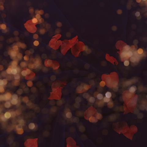 image bokeh_lr_0025-jpg