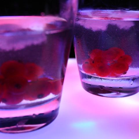 image cocktails_lr_0020-jpg