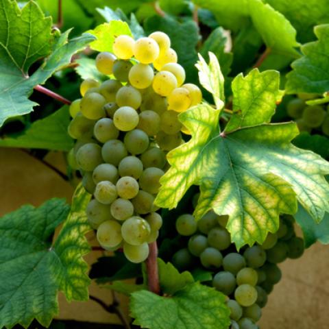 image wine_lr_0021-jpg