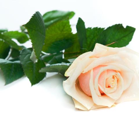 image elegant_hr_0035-jpg