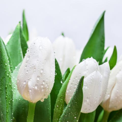 image elegant_hr_0036-jpg