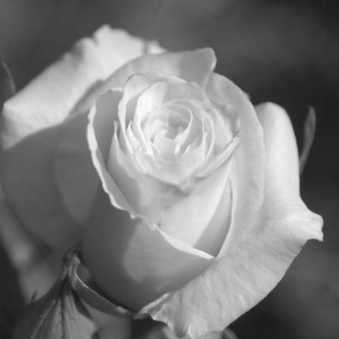 image elegant_lr_0029-jpg