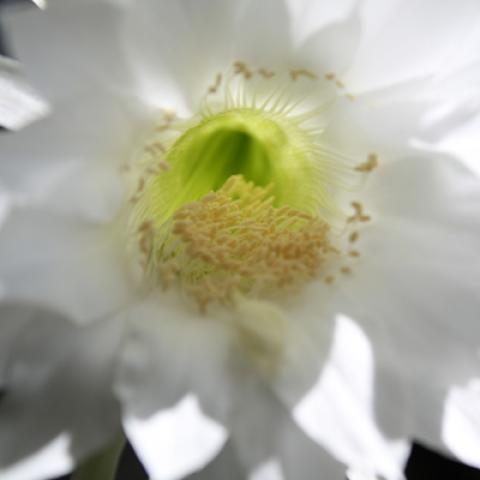 image flowers_hr_0001-jpg