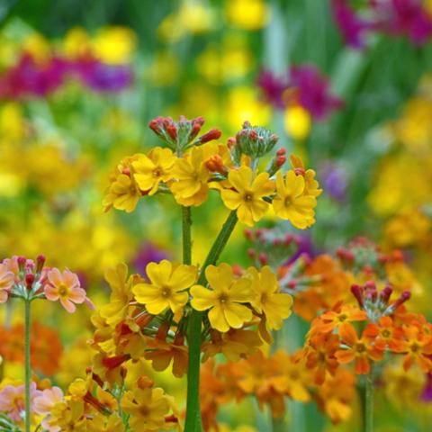 image flowers_hr_0002-jpg