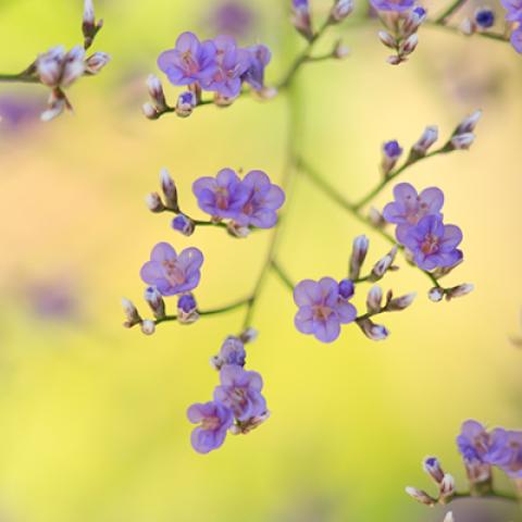 image flowers_hr_0003-jpg