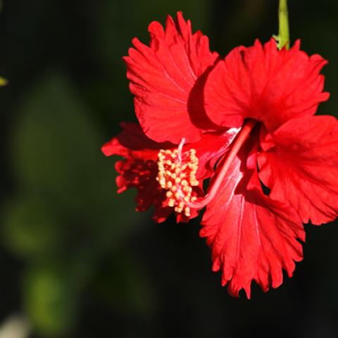image flowers_hr_0005-jpg