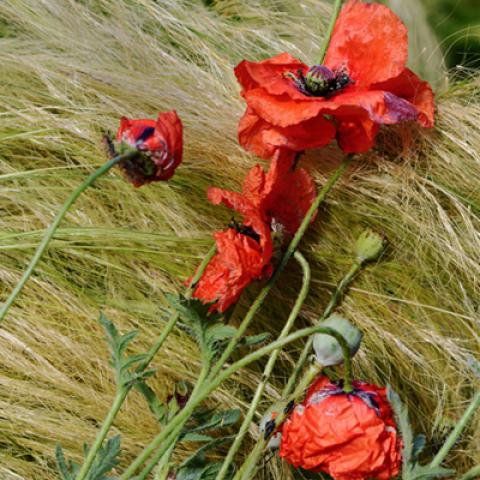 image flowers_hr_0006-jpg