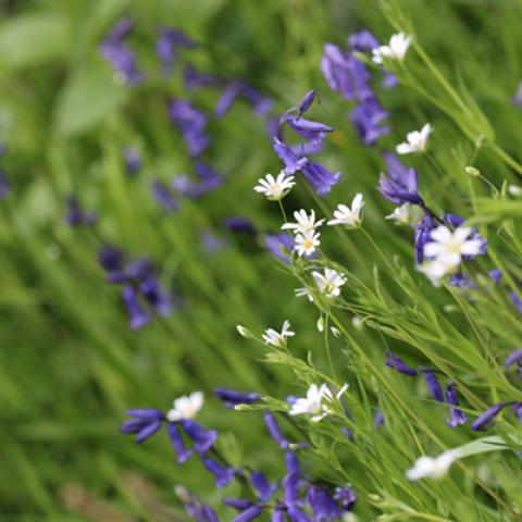 image flowers_hr_0009-jpg