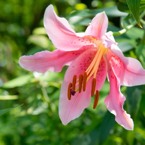 image flowers_hr_0010-jpg