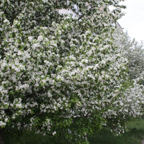 image flowers_hr_0011-jpg