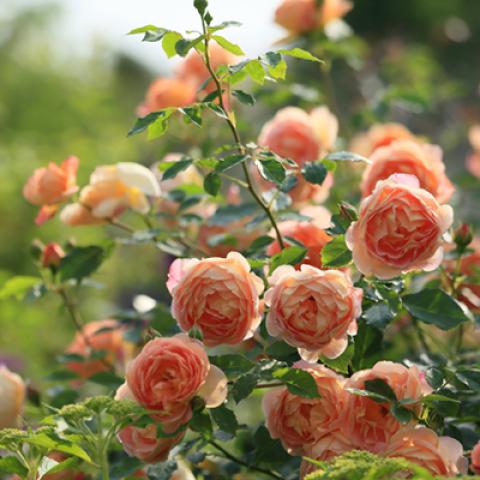 image flowers_hr_0013-jpg