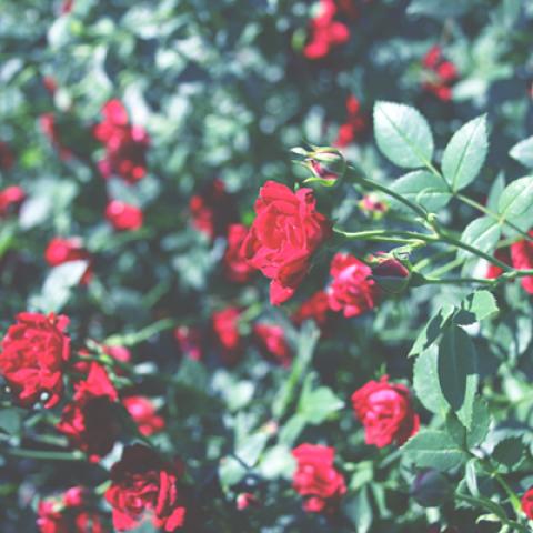 image flowers_hr_0014-jpg