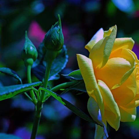 image flowers_hr_0015-jpg