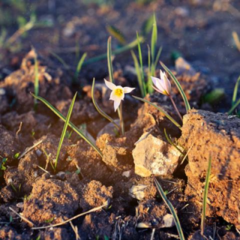 image flowers_hr_0017-jpg