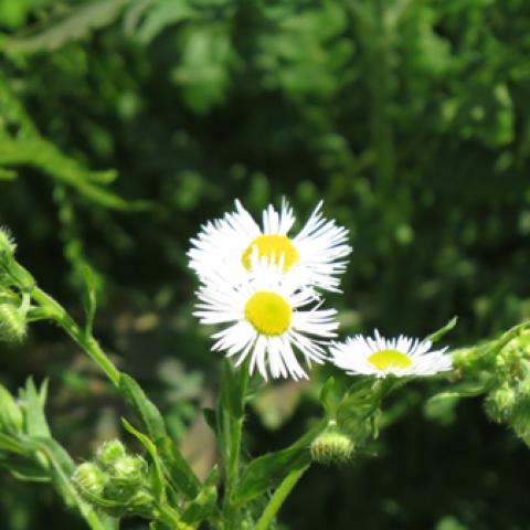 image flowers_hr_0018-jpg