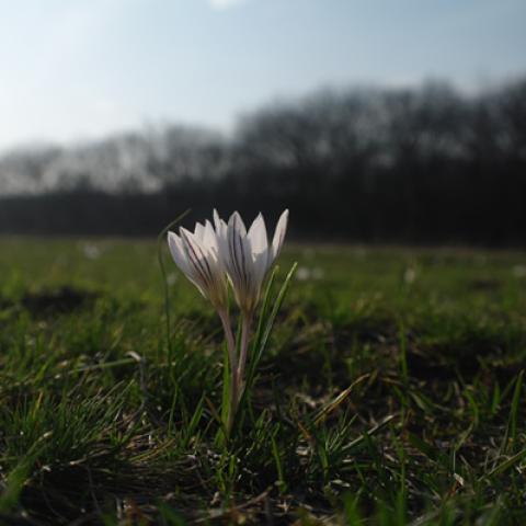 image flowers_hr_0019-jpg