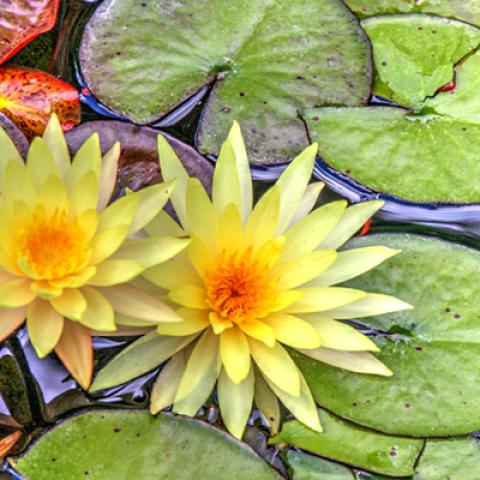 image flowers_hr_0020-jpg