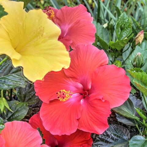 image flowers_hr_0021-jpg