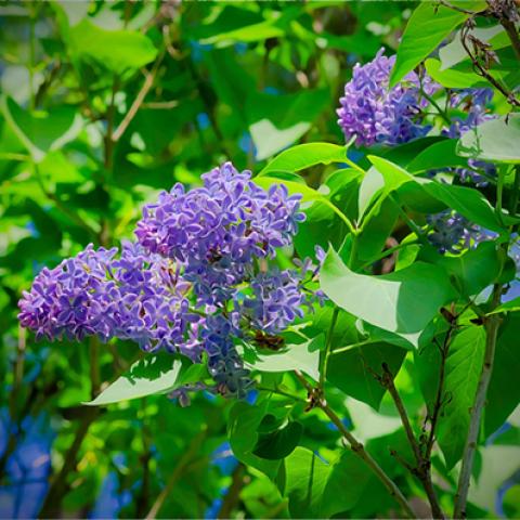 image flowers_hr_0022-jpg