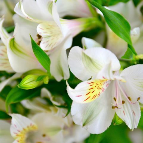 image flowers_hr_0023-jpg