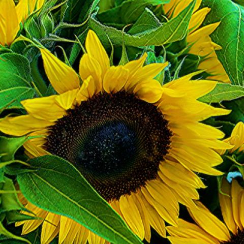 image flowers_hr_0024-jpg