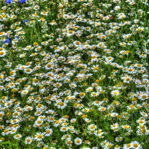 image flowers_hr_0025-jpg
