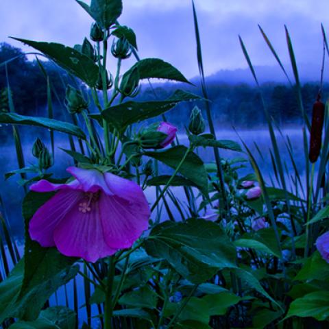 image flowers_hr_0026-jpg