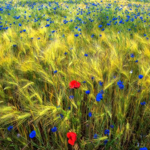 image flowers_hr_0027-jpg