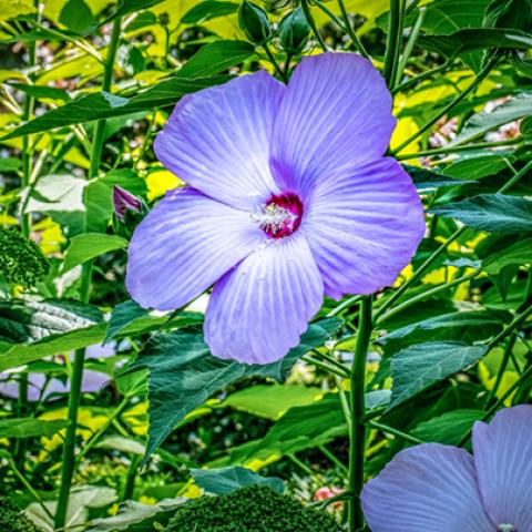 image flowers_hr_0028-jpg