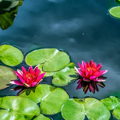 image flowers_hr_0029-jpg