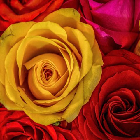 image flowers_hr_0030-jpg