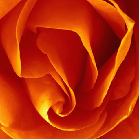 image flowers_lr_0001-jpg