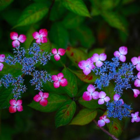 image flowers_lr_0002-jpg