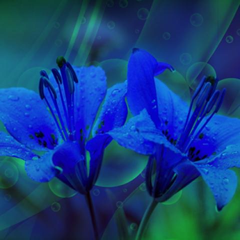 image flowers_lr_0004-jpg