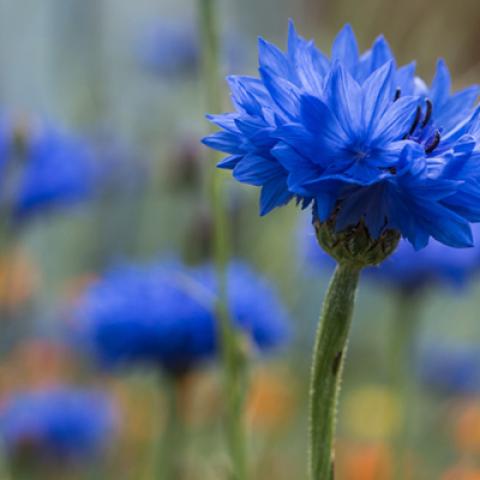 image flowers_lr_0007-jpg