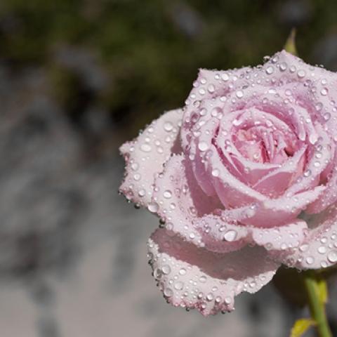image flowers_lr_0008-jpg