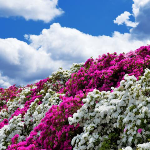 image flowers_lr_0010-jpg