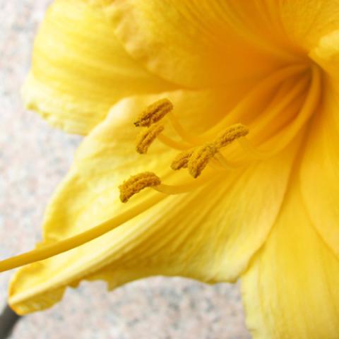 image flowers_lr_0011-jpg