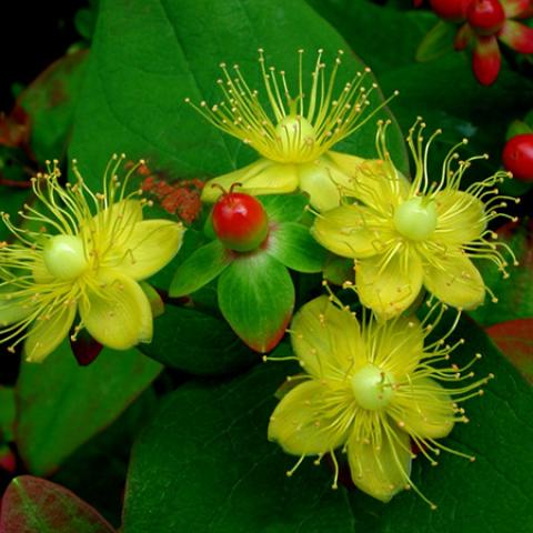 image flowers_lr_0013-jpg