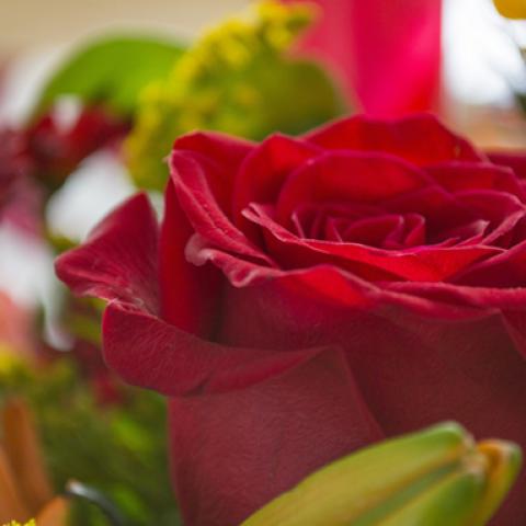 image flowers_lr_0015-jpg