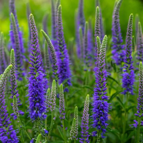 image flowers_lr_0017-jpg