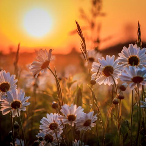 image flowers_lr_0018-jpg