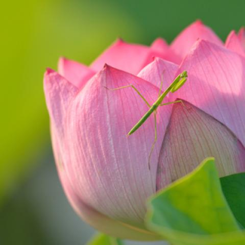 image flowers_lr_0019-jpg