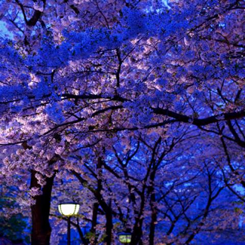 image flowers_lr_0020-jpg