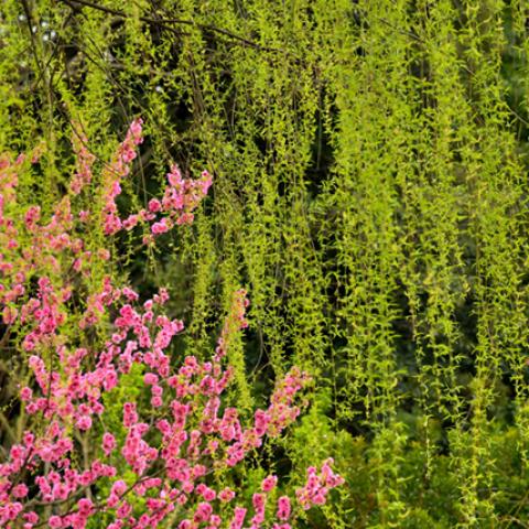 image flowers_lr_0021-jpg